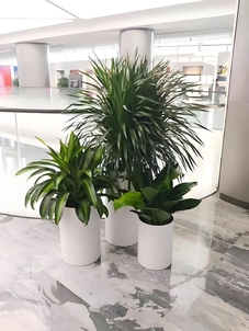 租盆景选宁波北仑，优质服务超靠谱！