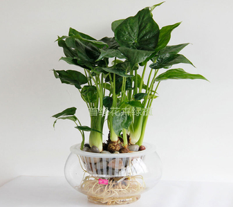 想找实惠花木租赁？宁波鄞州这里千万别错过！